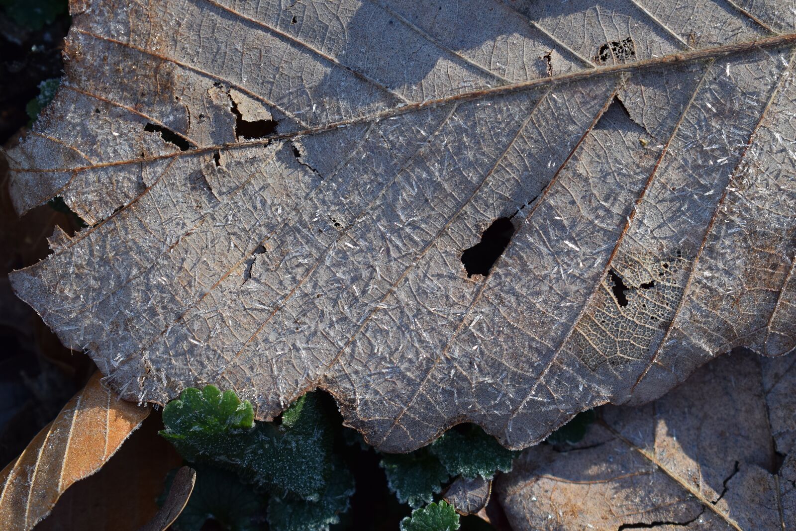 Nikon D3300 sample photo. Spring frost on fall photography