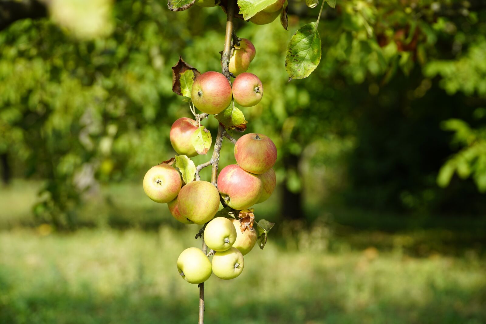 Sony a7R II sample photo. Apples in sunshine, ripe photography