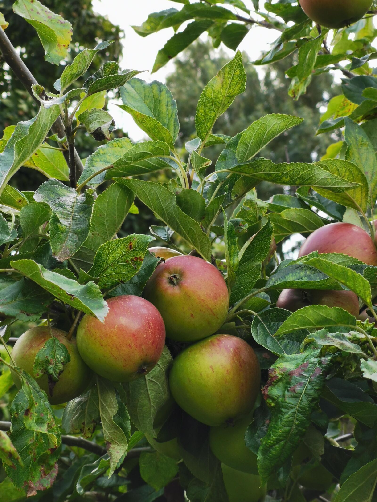 HUAWEI P30 sample photo. Apples, apple tree, rosy photography