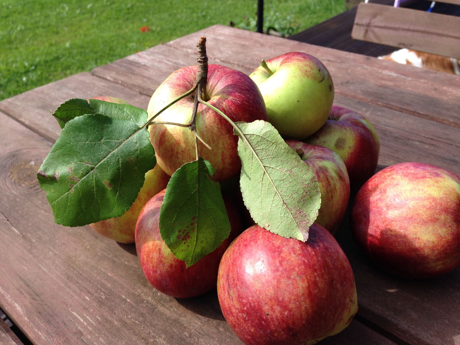 iPhone 5c back camera 4.12mm f/2.4 sample photo. Apples, natural, food, nature photography
