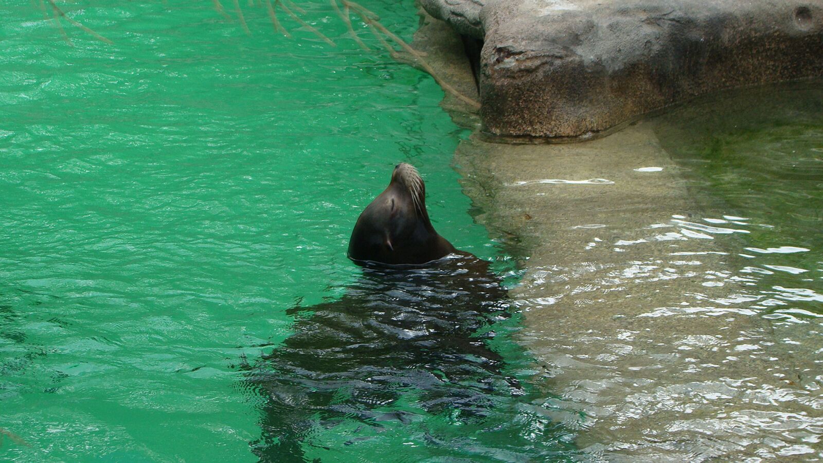 Sony Cyber-shot DSC-H50 sample photo. Seal, sea lion, mammal photography