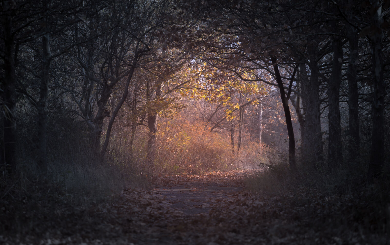 Canon EF 70-200mm F4L USM sample photo. Forest, during, dawn photography