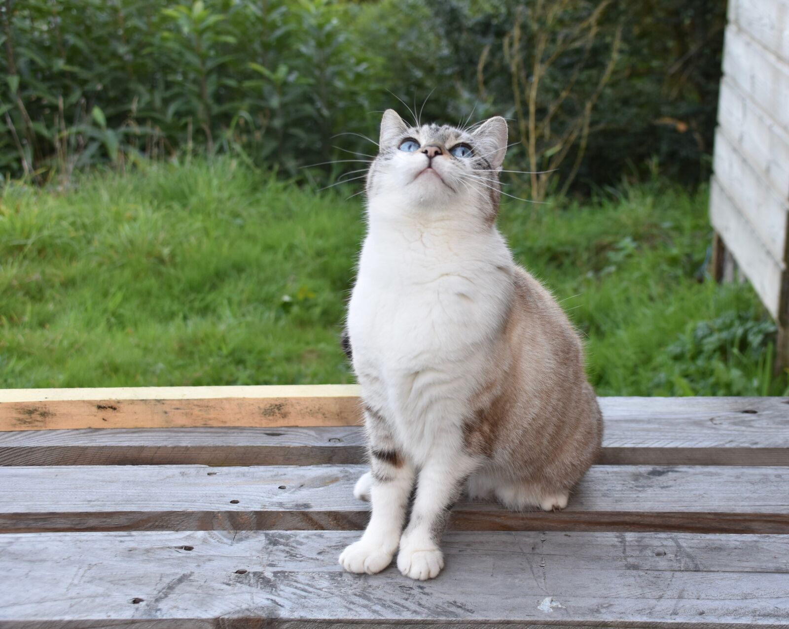 Nikon D5600 sample photo. Cat, alley cat, european photography