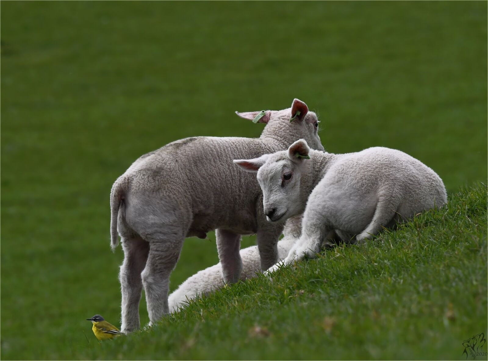 Nikon D500 sample photo. Lambs, birds, white wagtail photography