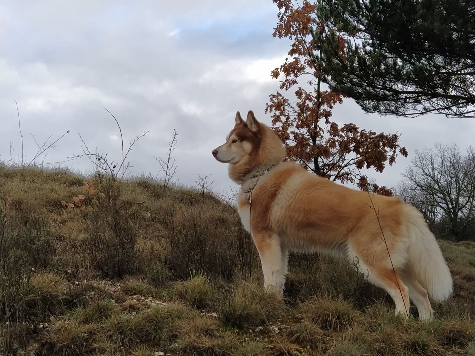 Xiaomi Mi A3 sample photo. Siberian husky, brown hair photography