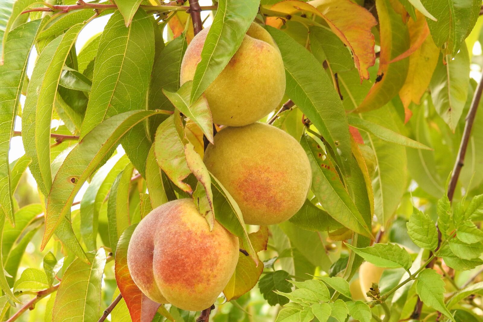 Nikon Coolpix P900 sample photo. Peaches, peach tree, branch photography