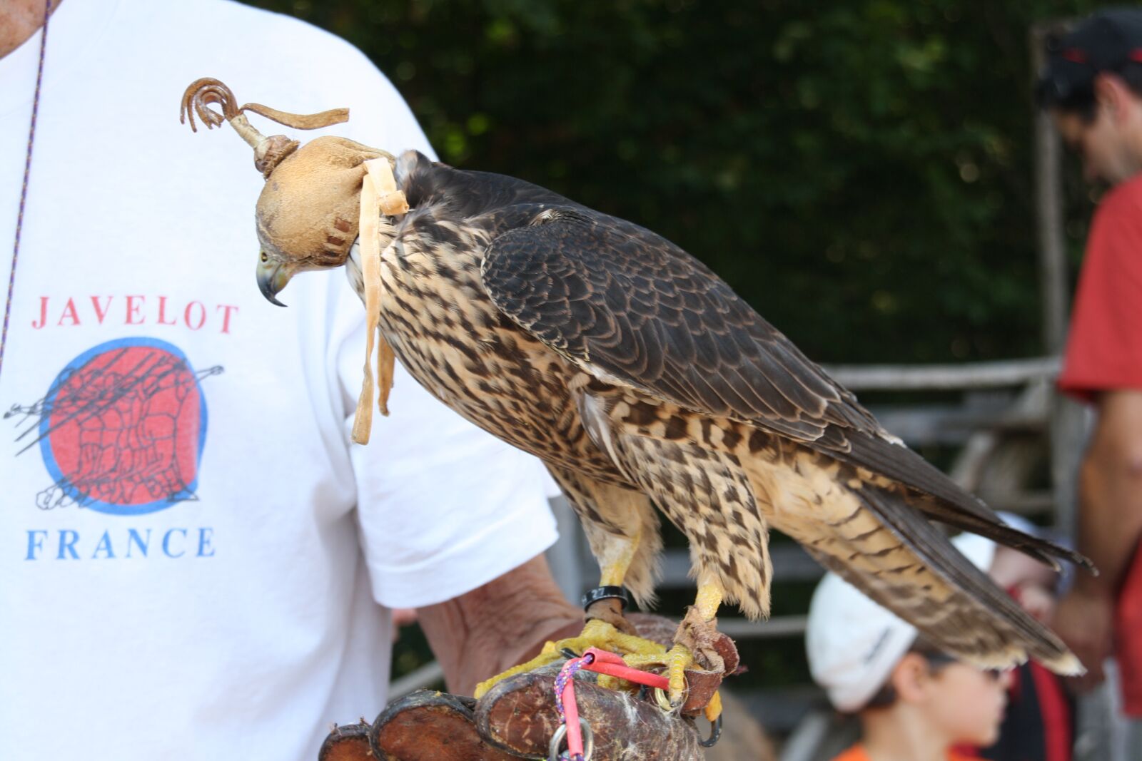 Canon EOS 1000D (EOS Digital Rebel XS / EOS Kiss F) sample photo. Raptors, falcon, bird photography
