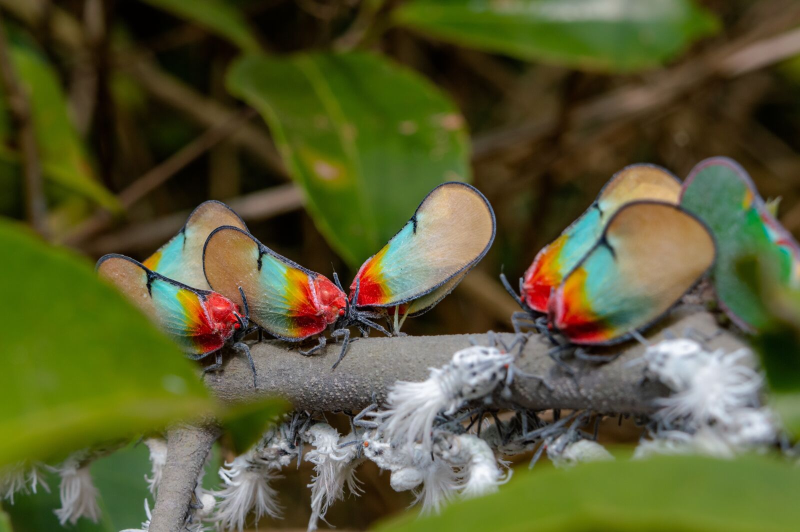 Nikon D3200 sample photo. Butterfly, insect, nature photography