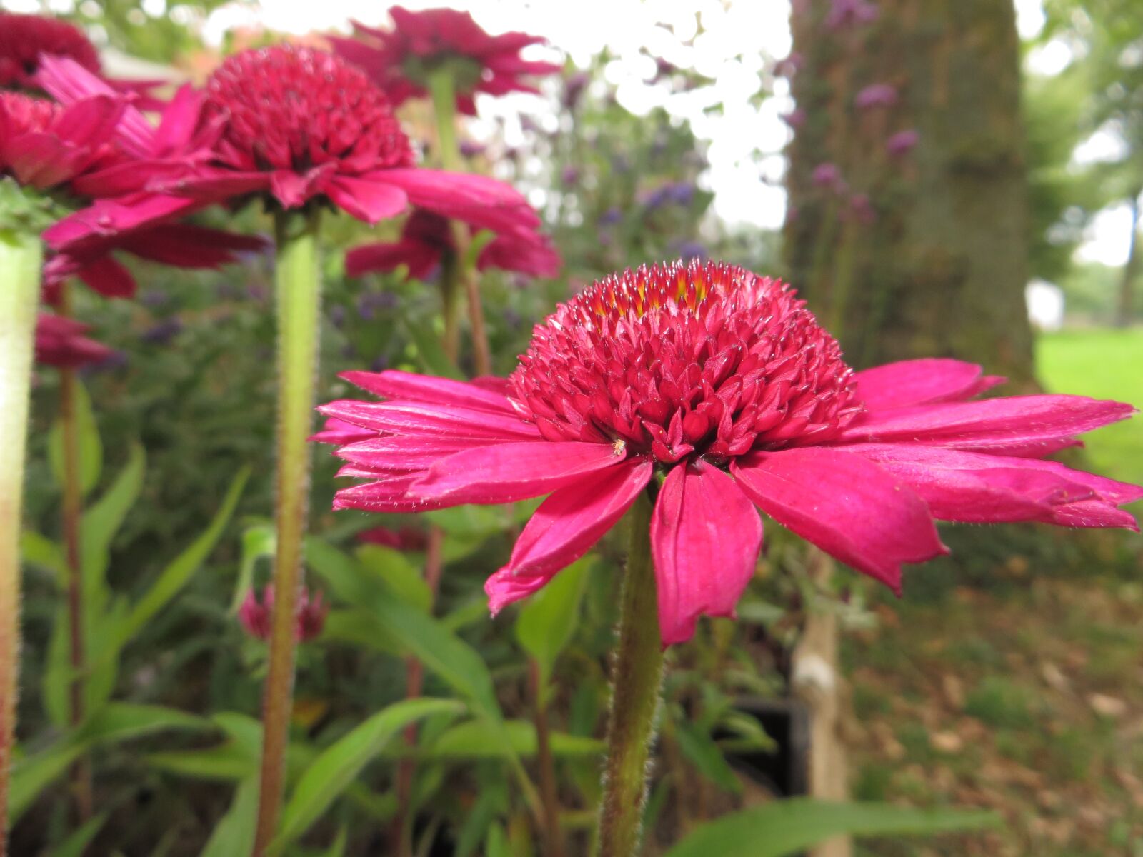 Canon PowerShot SX280 HS sample photo. Flower, pink, petal photography