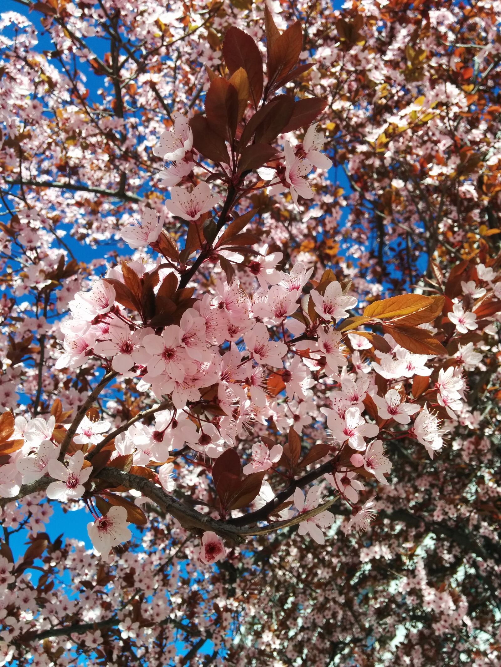 LG Nexus 5 sample photo. Flowers, spring, nature photography