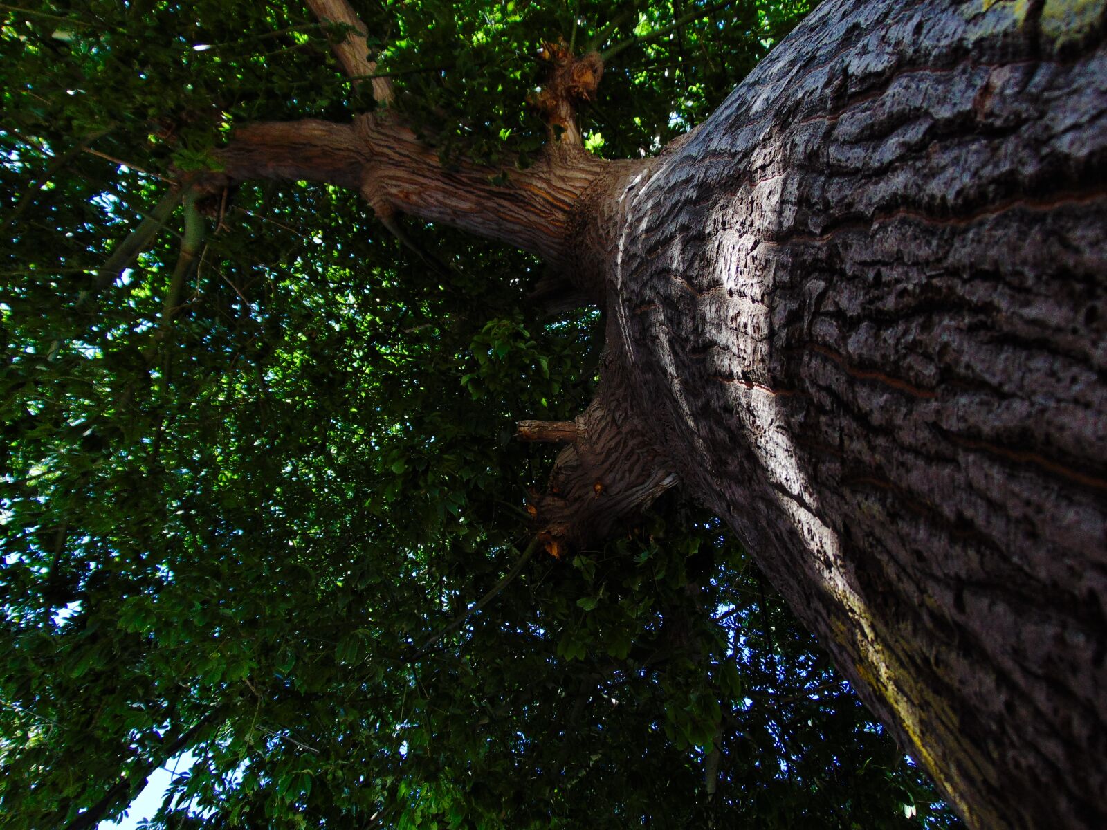 Sony Cyber-shot DSC-H300 sample photo. Arbol, green, tree photography