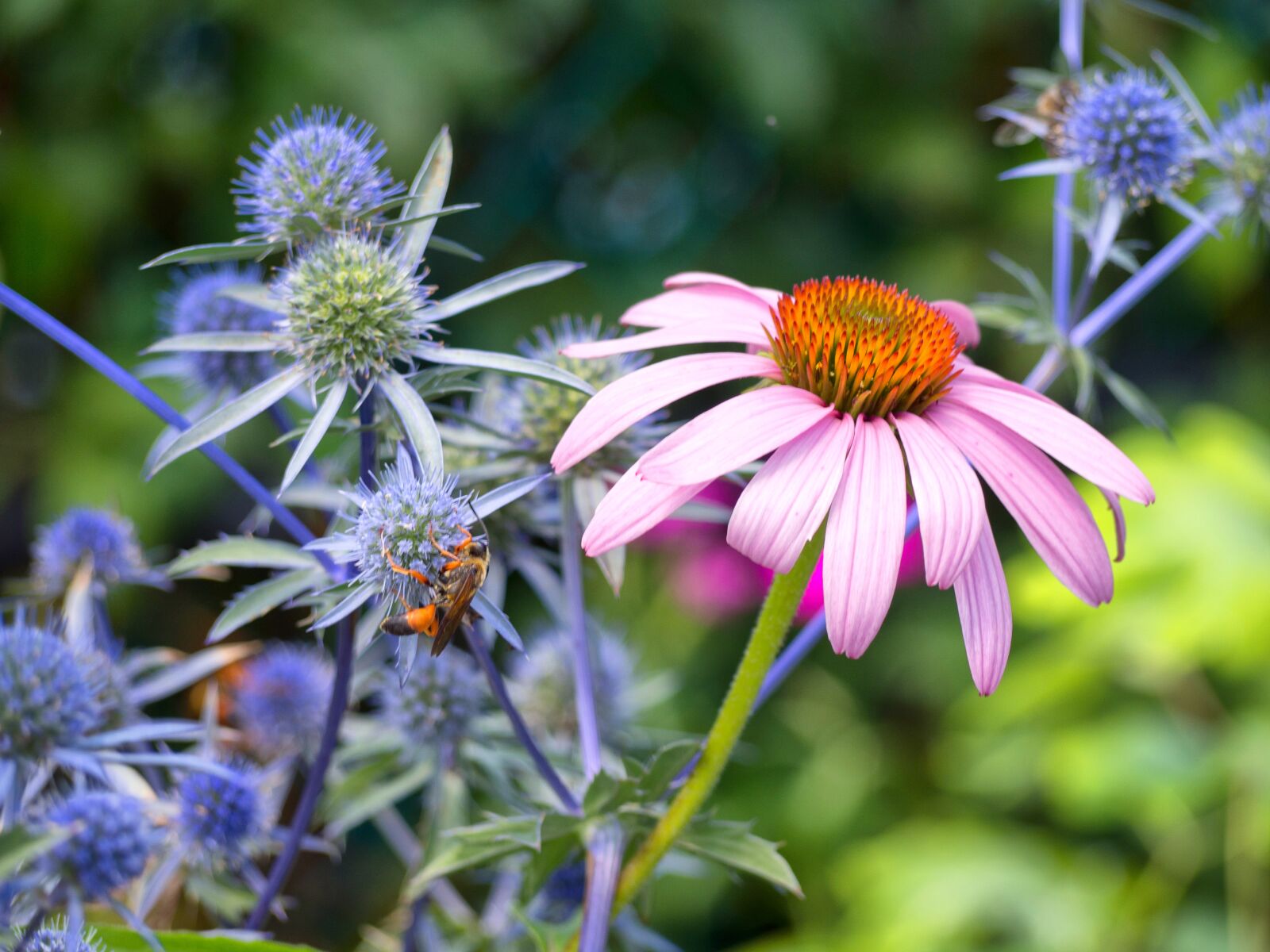 Olympus OM-D E-M10 II sample photo. Flower, pink, plant photography