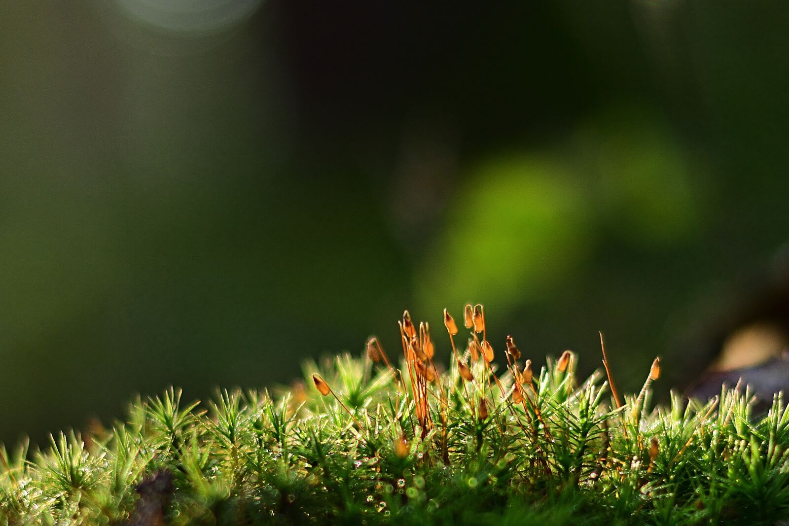 Nikon D5200 sample photo. Nature, forest, moss photography