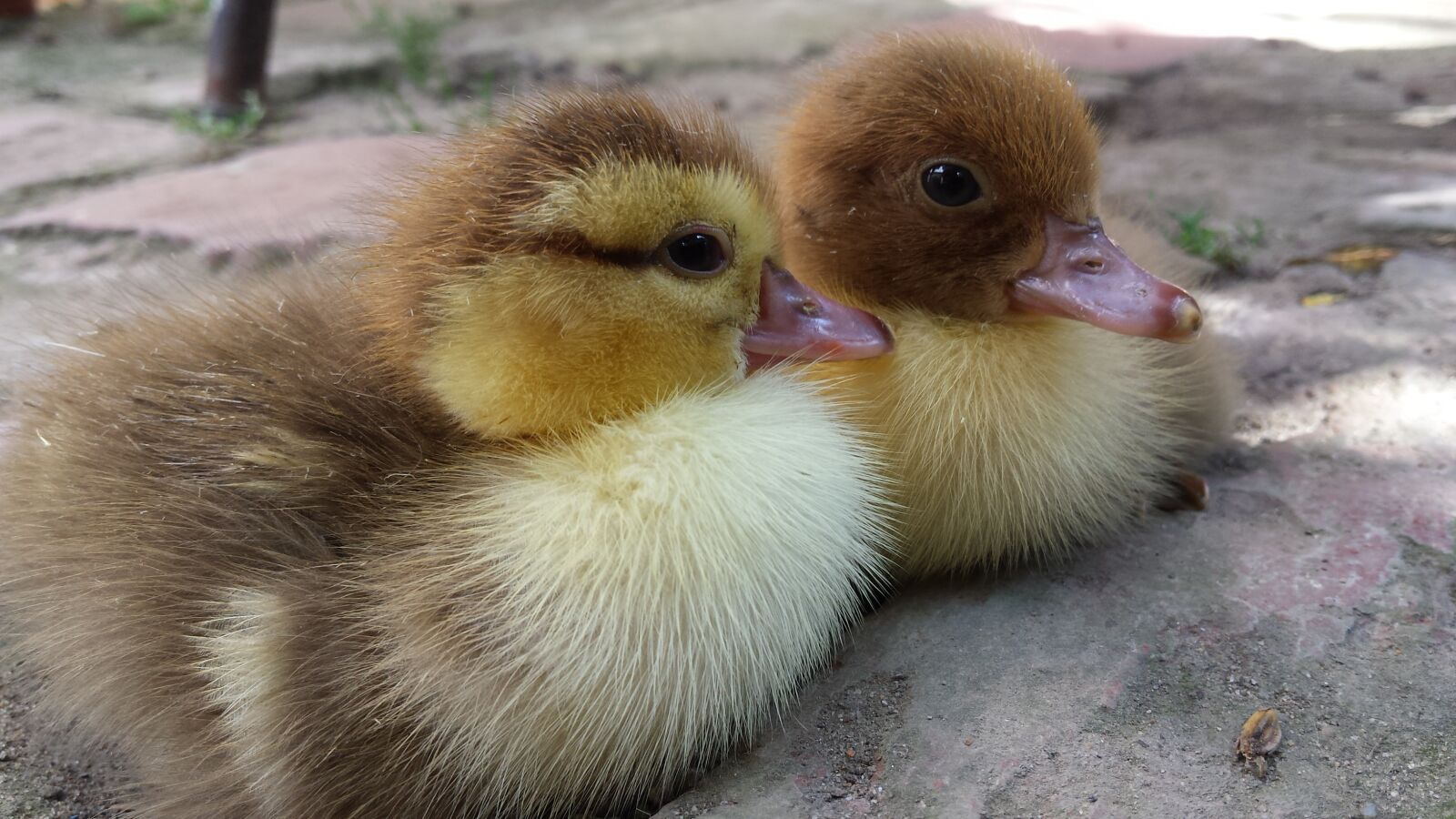 Samsung Galaxy S4 sample photo. Ducklings, little ducklings, village photography
