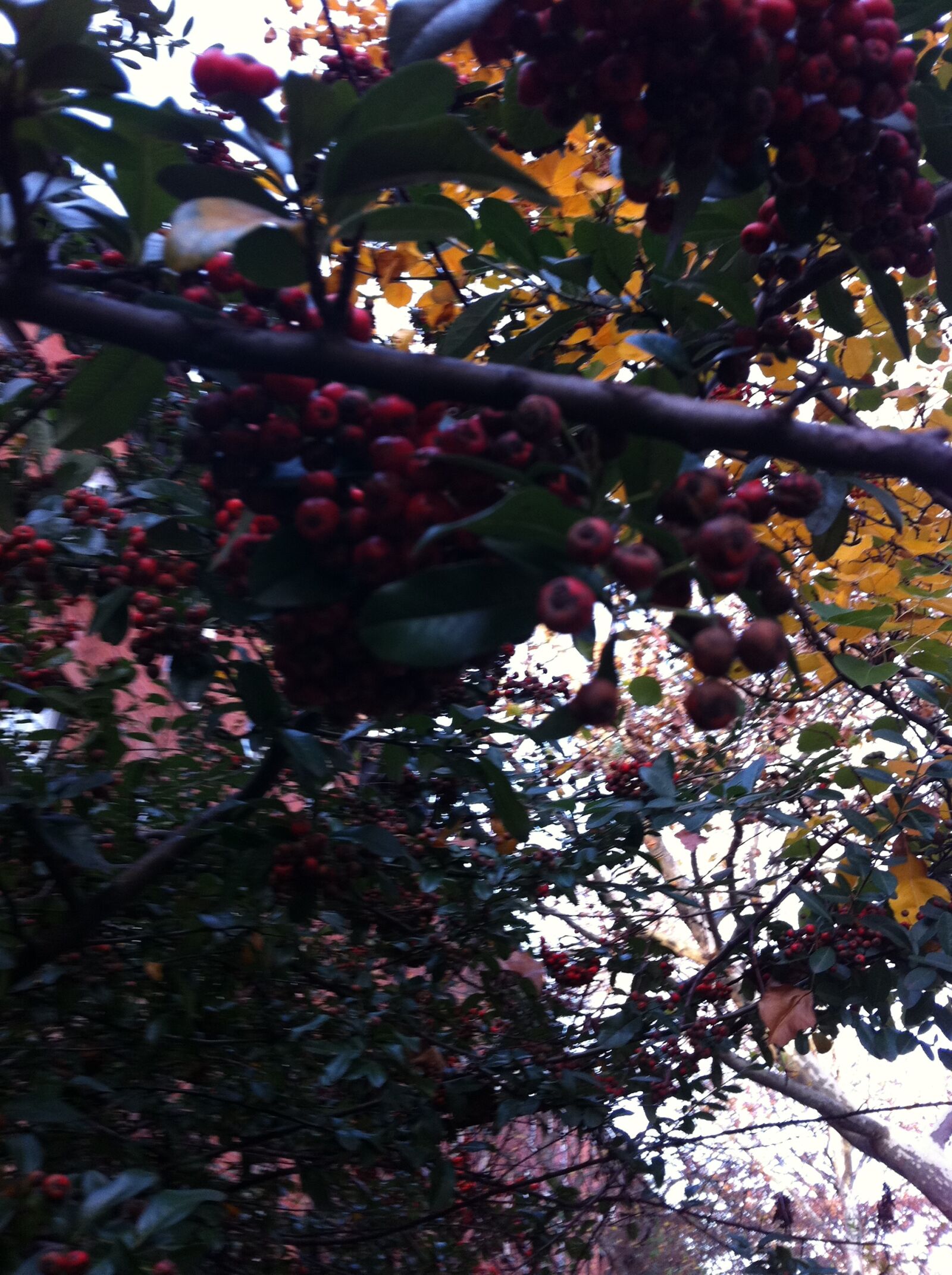 Apple iPhone 4 sample photo