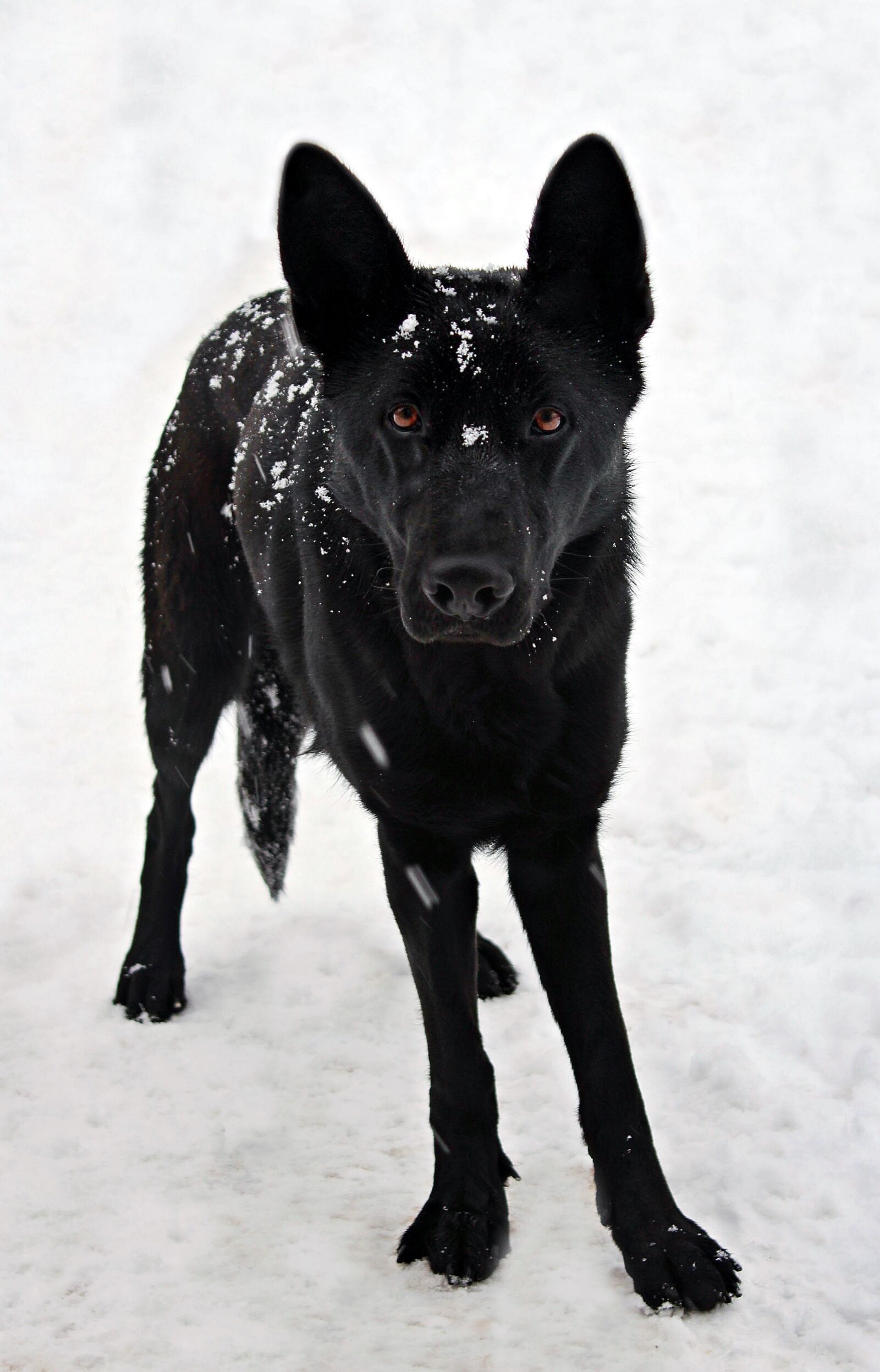 Canon EOS 600D (Rebel EOS T3i / EOS Kiss X5) sample photo. Black german shepherd, snow photography