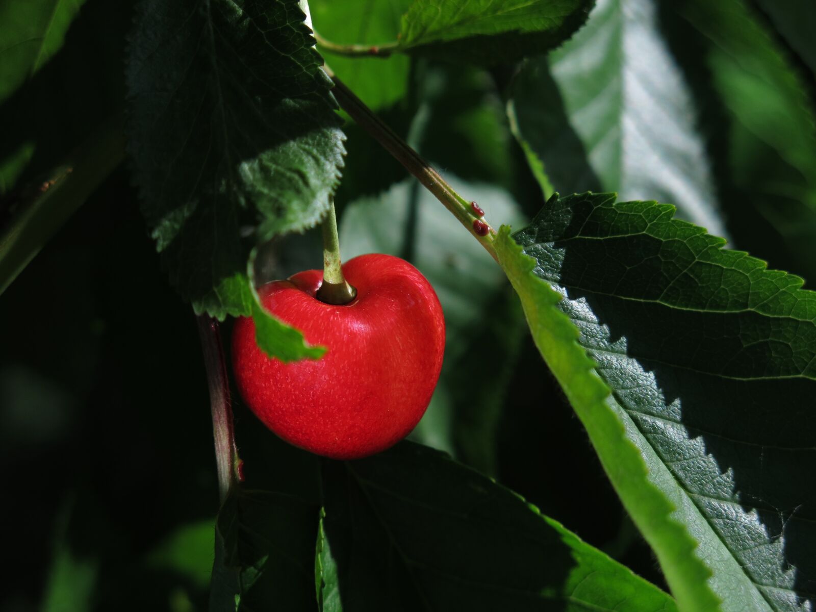 Canon PowerShot G15 sample photo. Sweet cherry, red, ripe photography