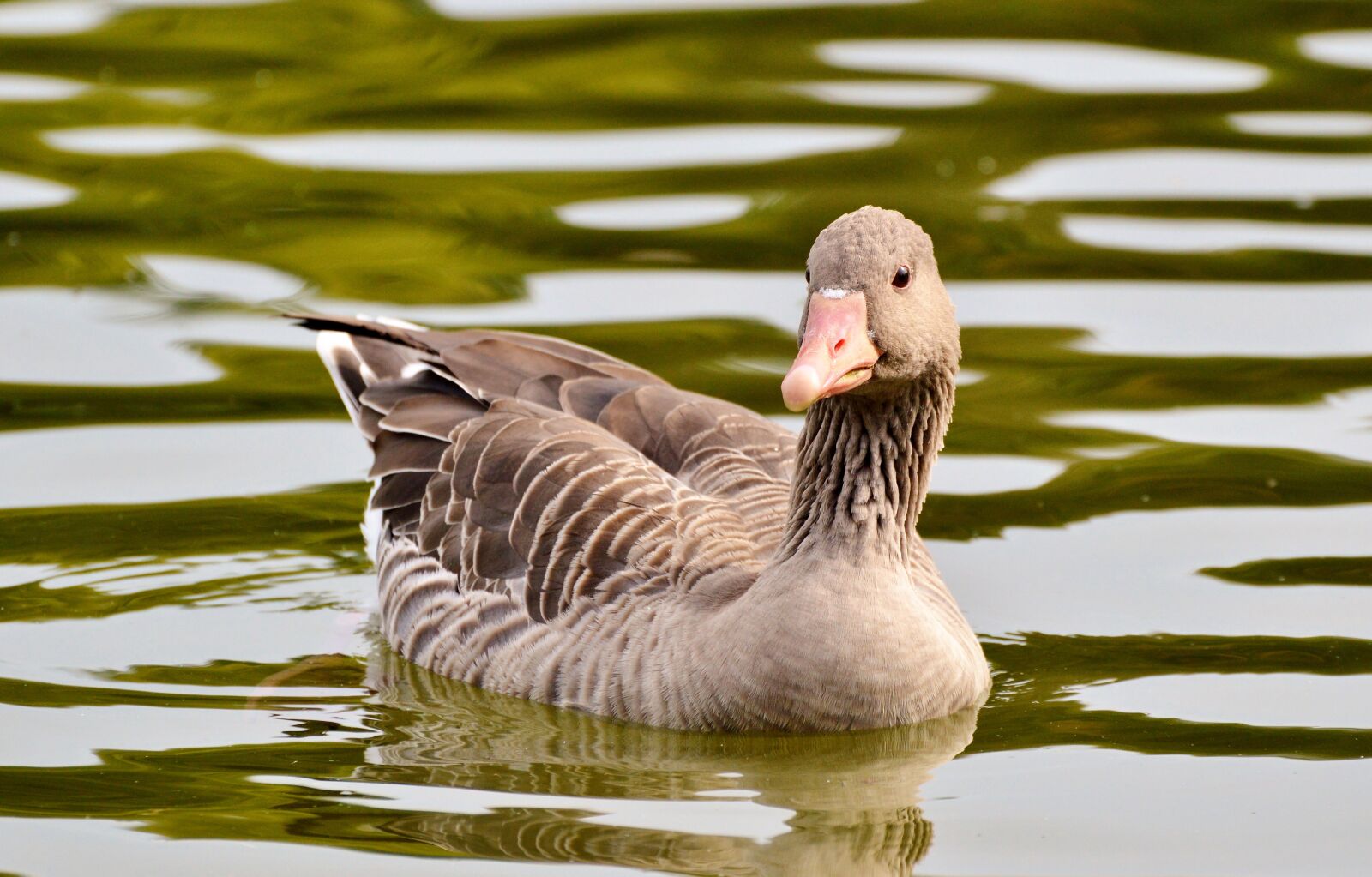 Nikon D3200 sample photo. Wild goose, goose, bird photography
