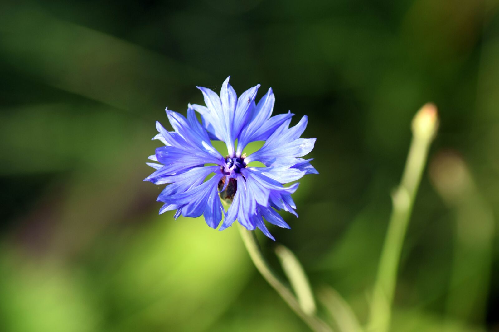 Nikon D3300 sample photo. Cornflower, close up, blue photography