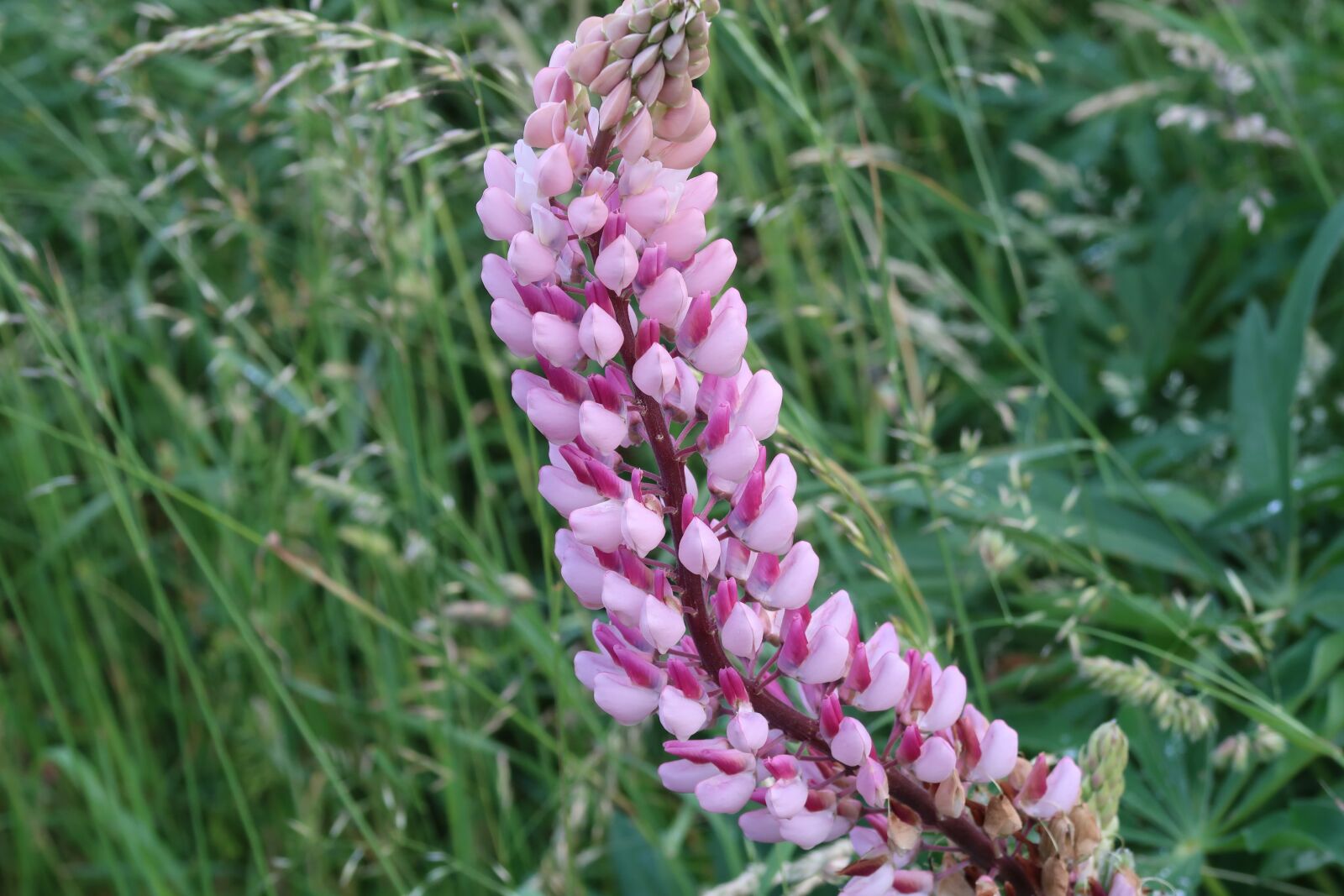 Canon PowerShot G7 X Mark II sample photo. Flower, pink, meadow photography