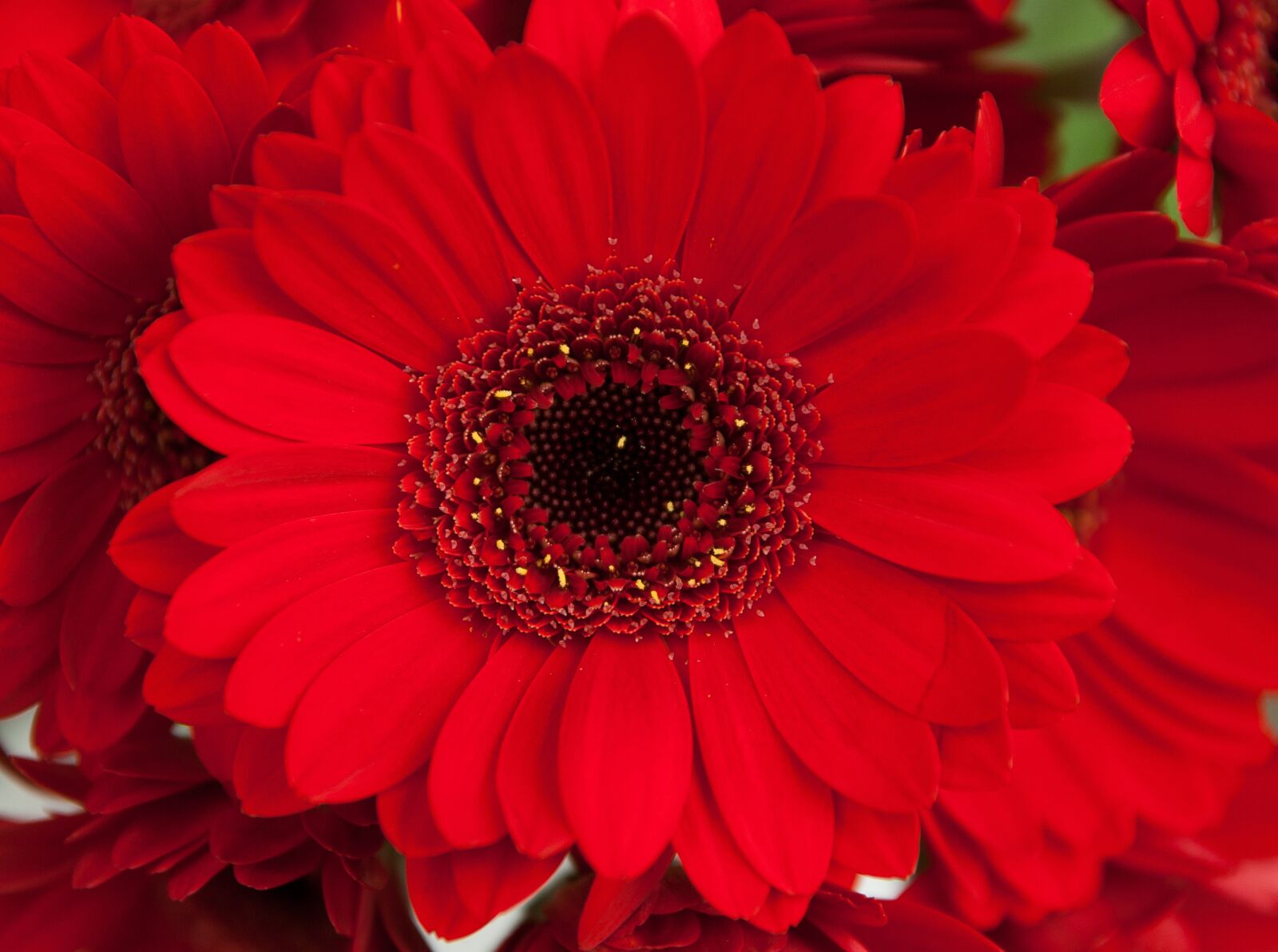 Pentax K10D sample photo. Flower, petals, red photography