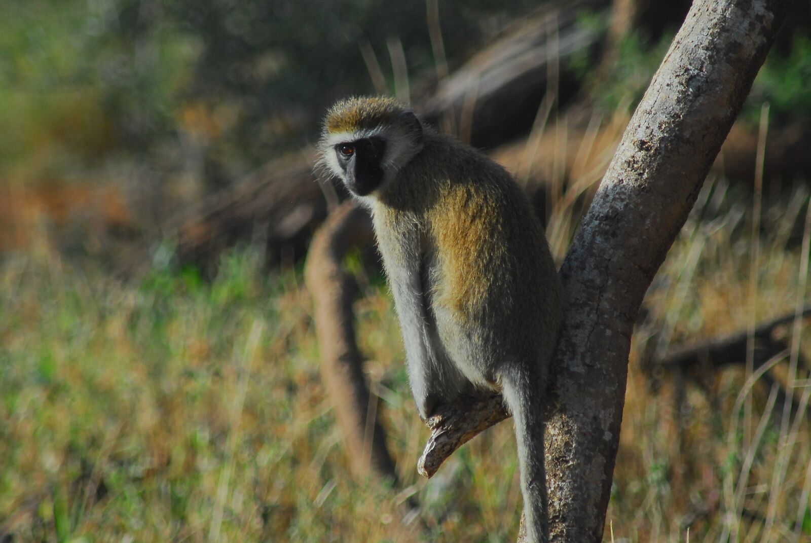 Nikon D200 sample photo. Vervet monkey, africa, samburu photography