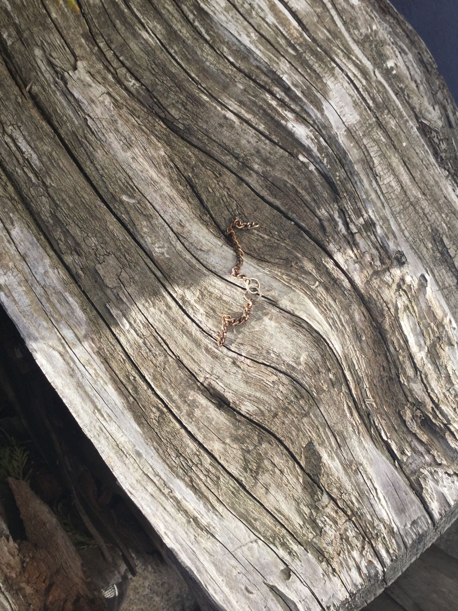 Apple iPad Air 2 sample photo. Nature, wood, tree photography