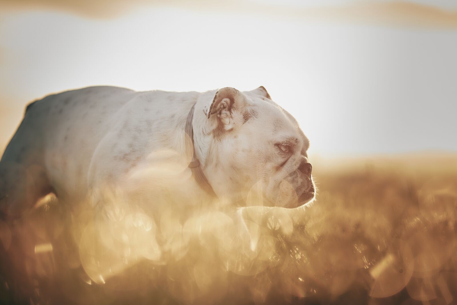 Sigma 56mm F1.4 DC DN | C sample photo. Bulldog, sun, dog photography