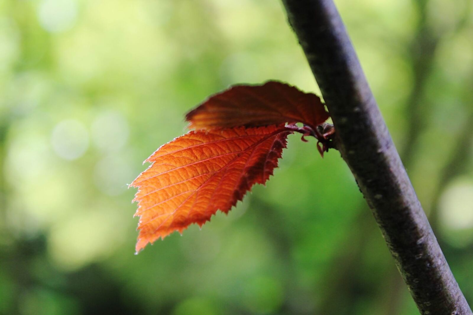Canon EOS 1200D (EOS Rebel T5 / EOS Kiss X70 / EOS Hi) sample photo. Branch, leaf, nature photography