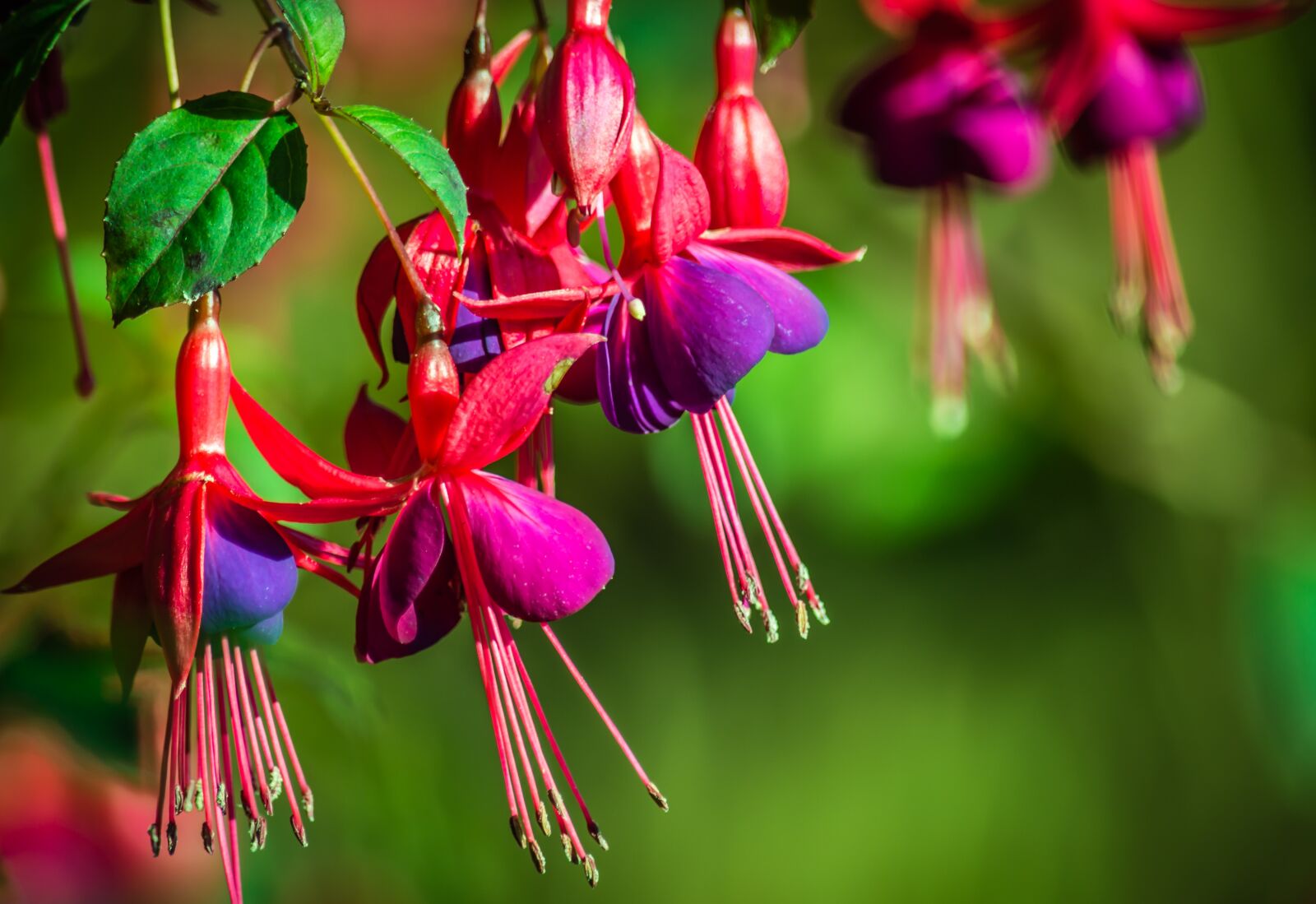 Nikon D3200 sample photo. Fuchsias, flower, fuchsia photography