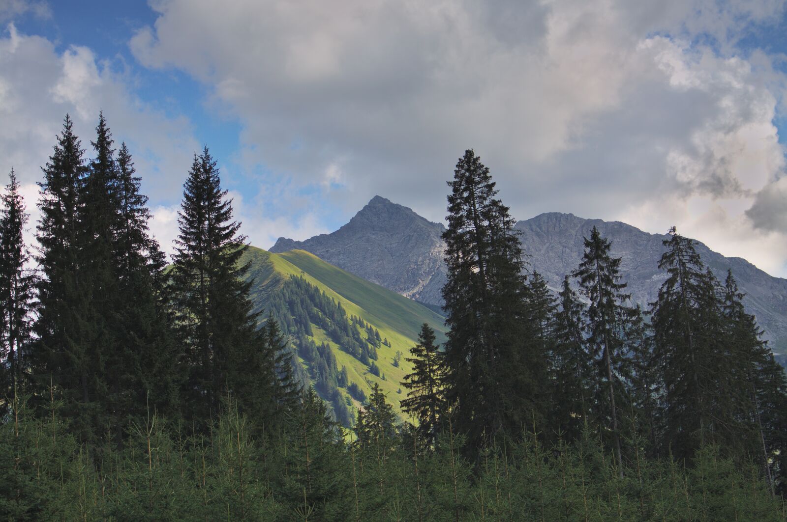 Canon EOS 50D sample photo. Trees, firs, spruce photography