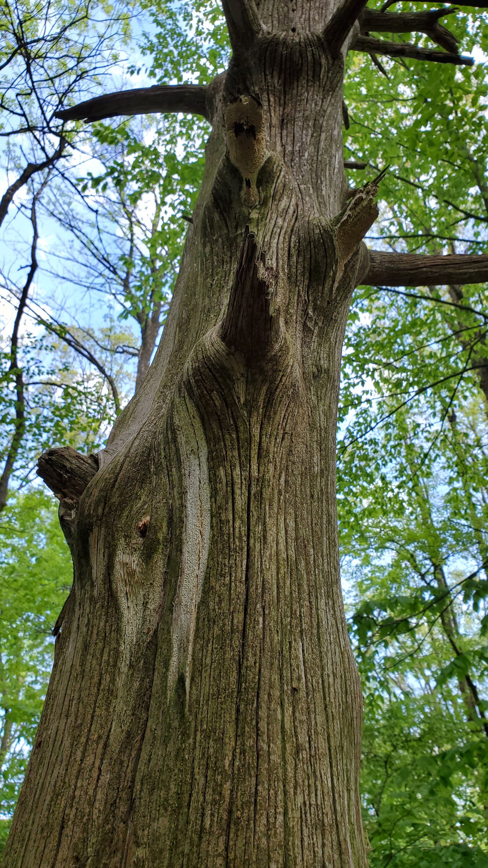 Samsung Galaxy S10 sample photo. Tree, bark, woods photography