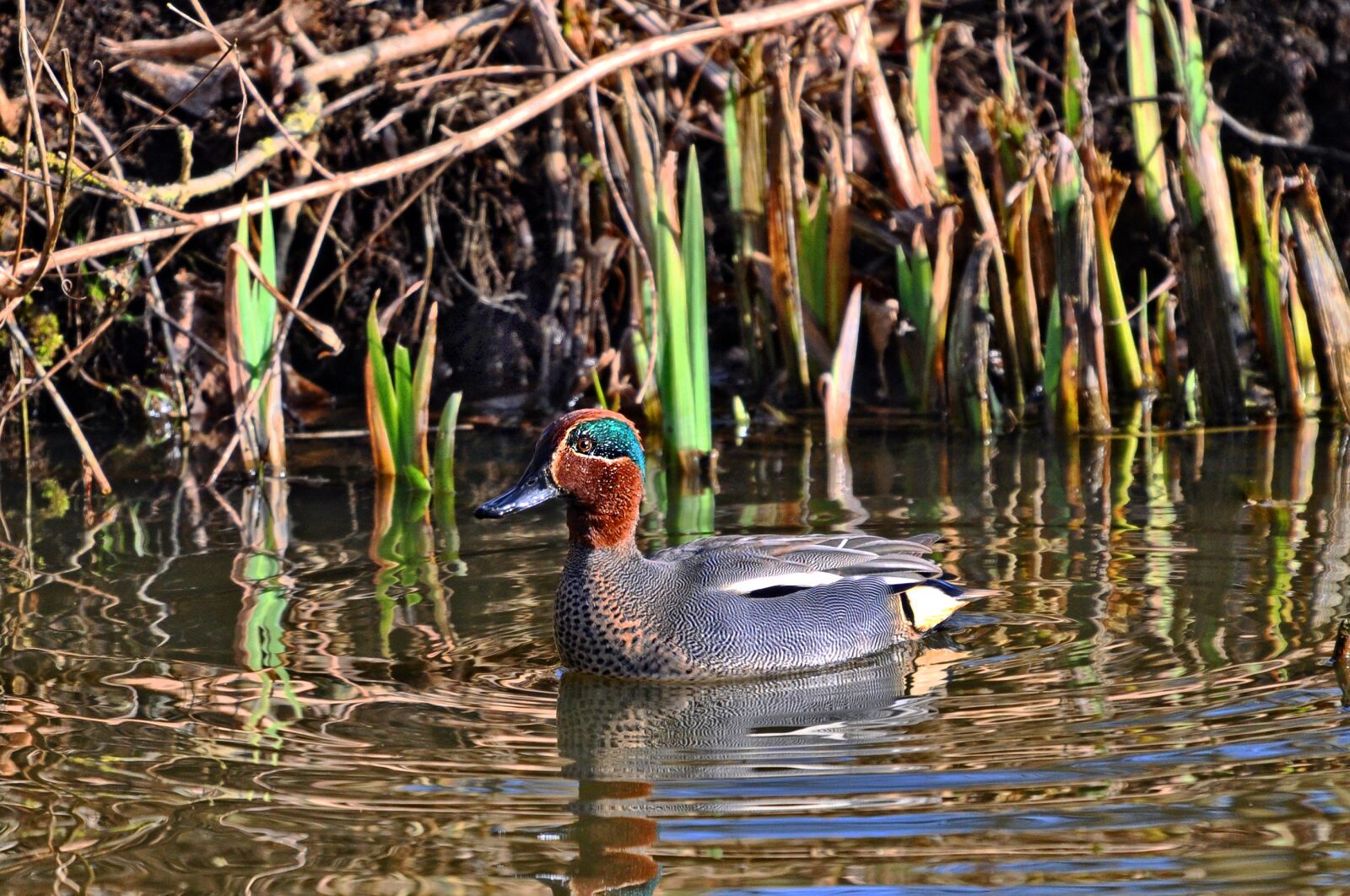 Nikon D90 sample photo. Duck, eurasian teal, common photography