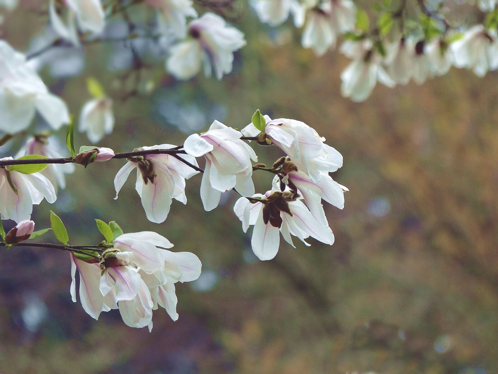 Panasonic Lumix DMC-FZ200 sample photo. Magnolia, flowers, spring photography