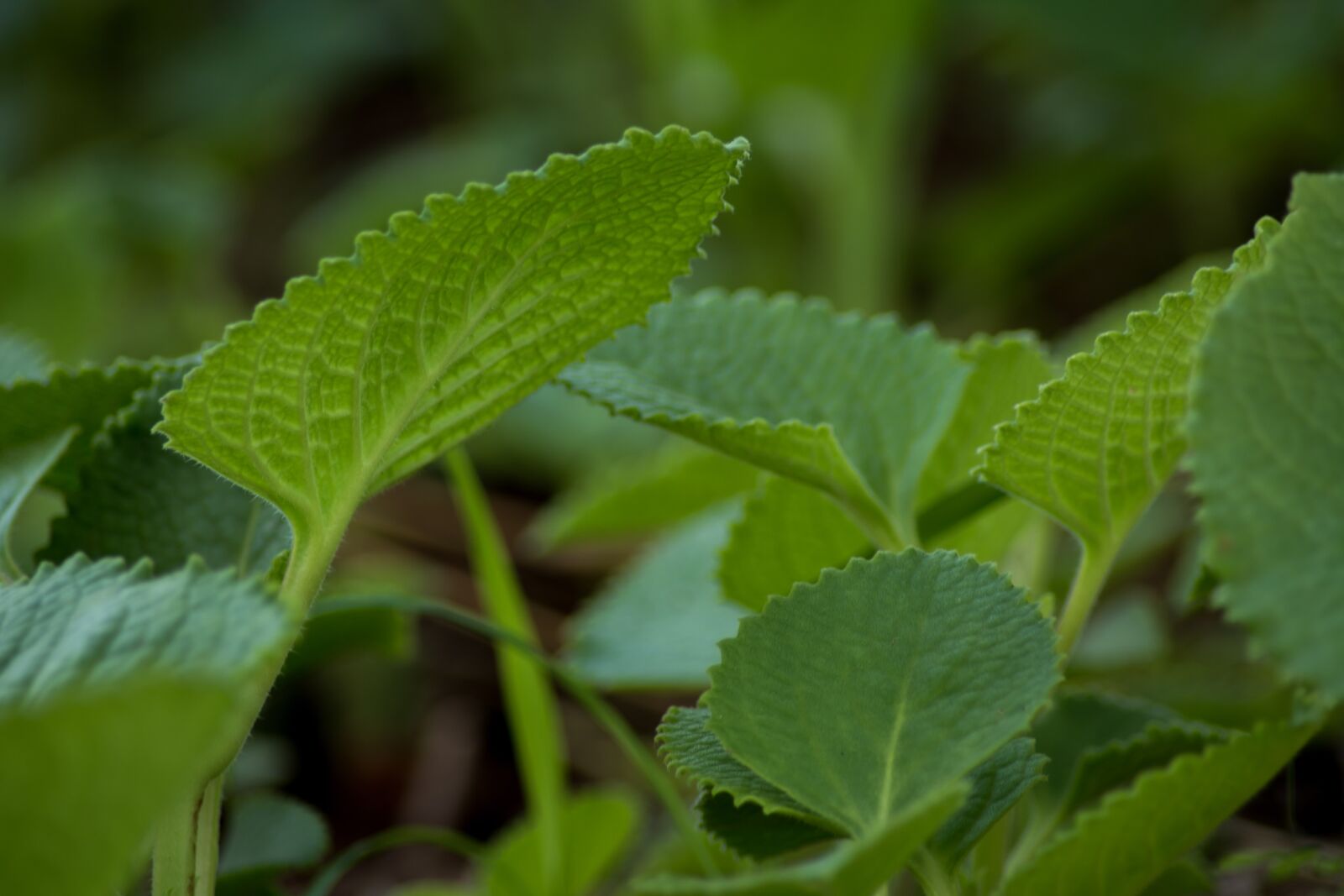 Nikon D5200 sample photo. Indian borage, ajwain, ayurveda photography