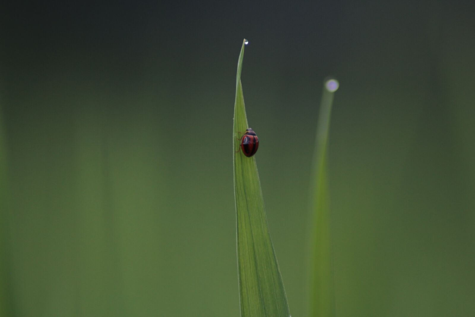 Canon EOS 700D (EOS Rebel T5i / EOS Kiss X7i) sample photo. Ladybug, animal, beetle photography