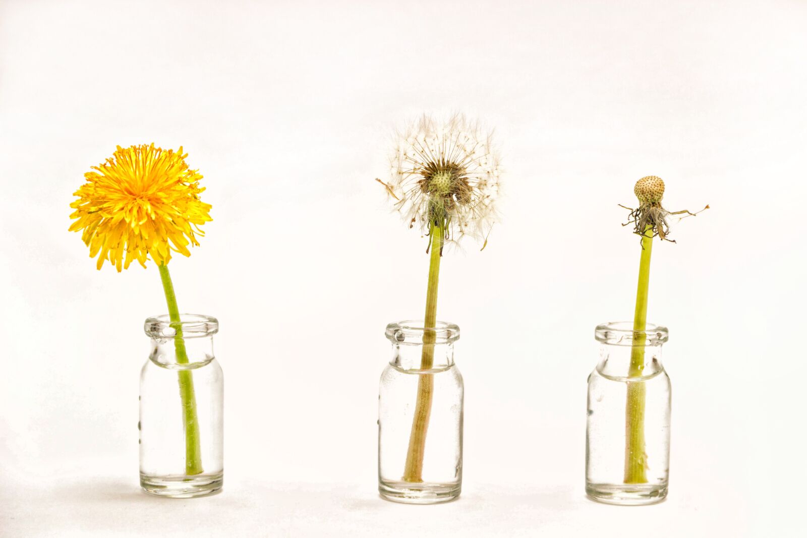 Canon EF-S 18-135mm F3.5-5.6 IS sample photo. Dandelion, flower, seeds photography