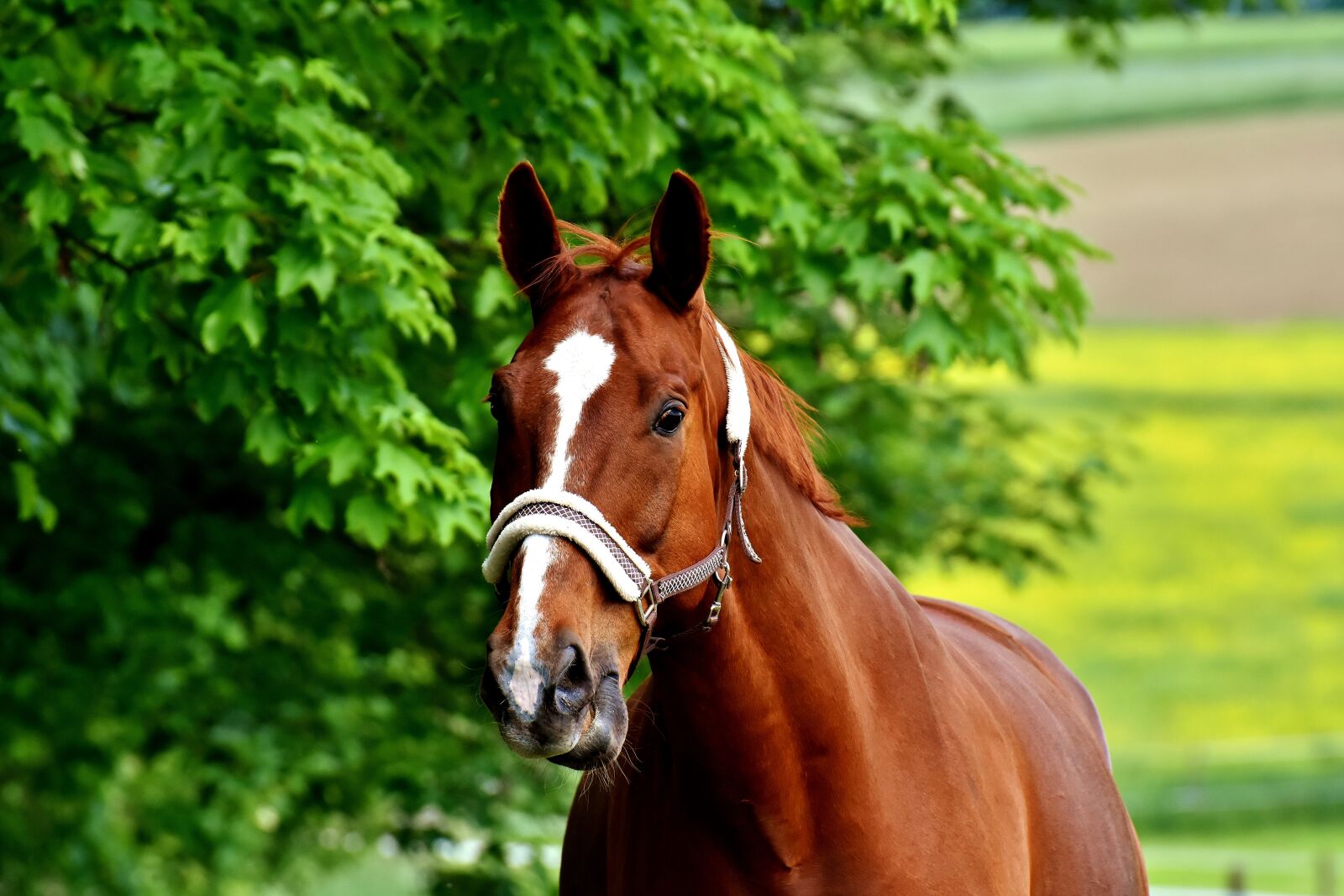 Nikon D7200 sample photo. Horse, coupling, graze photography