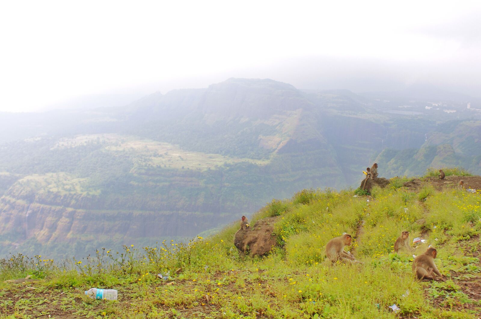 Pentax K-x sample photo. India, monkeys, mountain, mountains photography