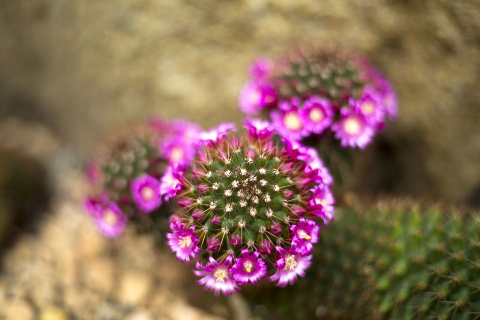 Canon EOS 5D Mark III sample photo. Nature, cactus, plant photography