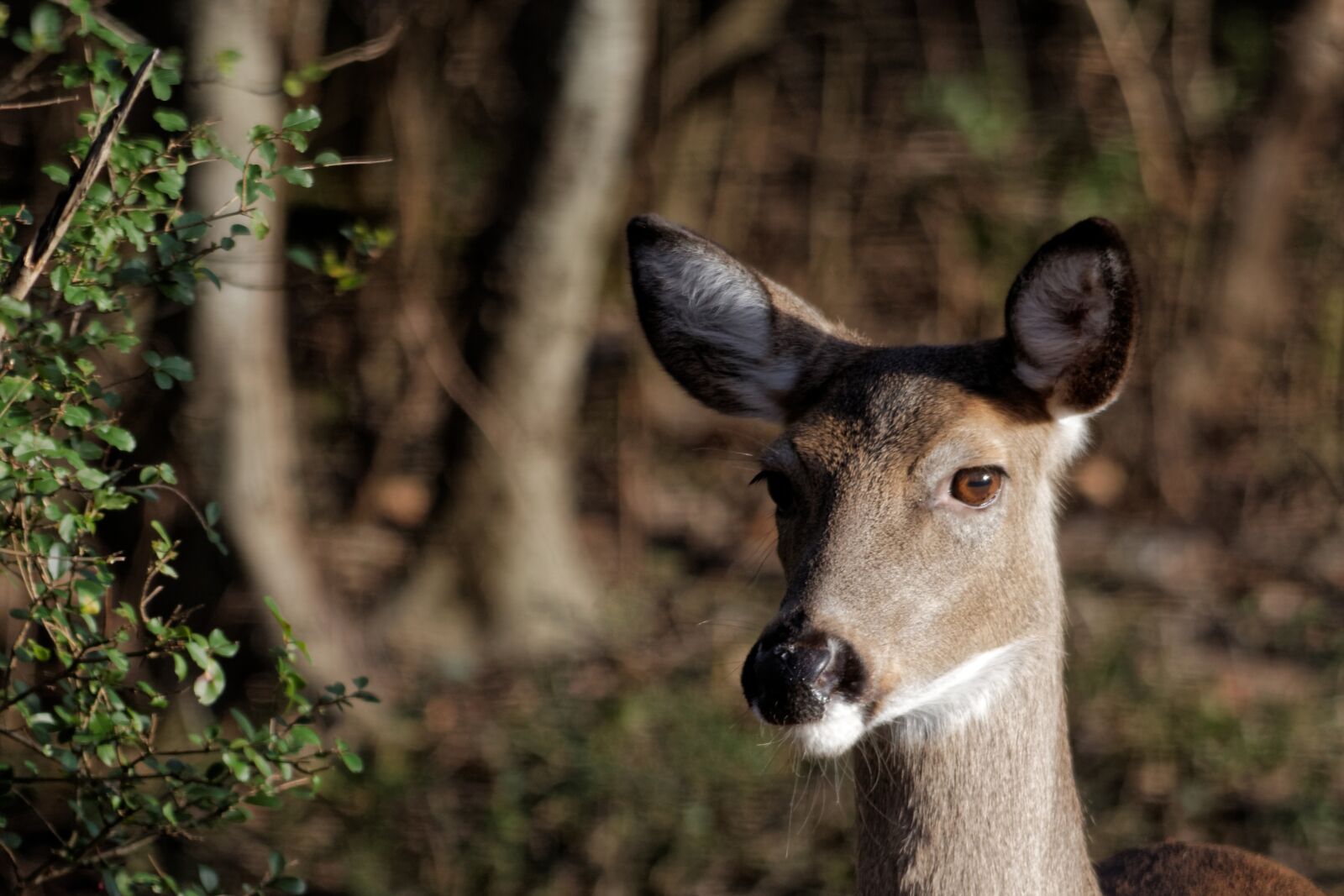 Canon EOS 70D sample photo. Deer, white-tailed, wildlife photography