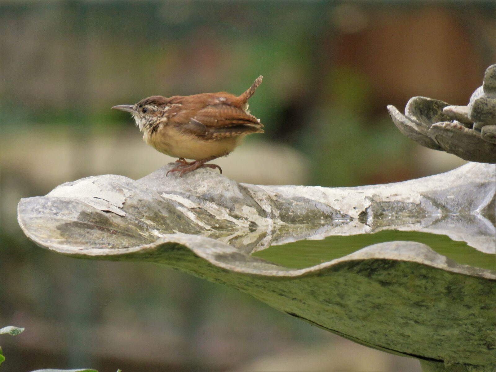 Canon PowerShot SX60 HS sample photo. Bird, brown and tan photography