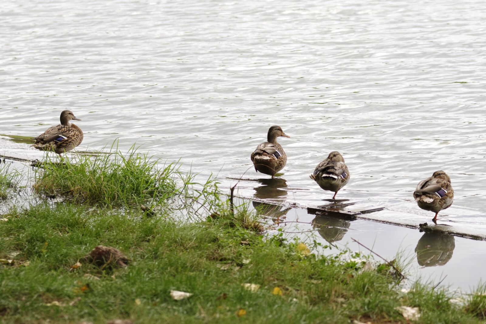 Nikon D5300 sample photo. Ducks, birds, lake photography