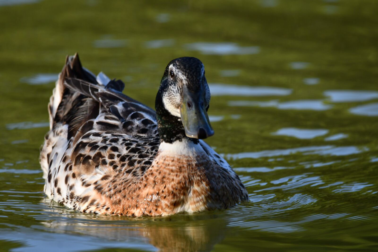 Nikon D7500 sample photo. Duck, bird, animal photography