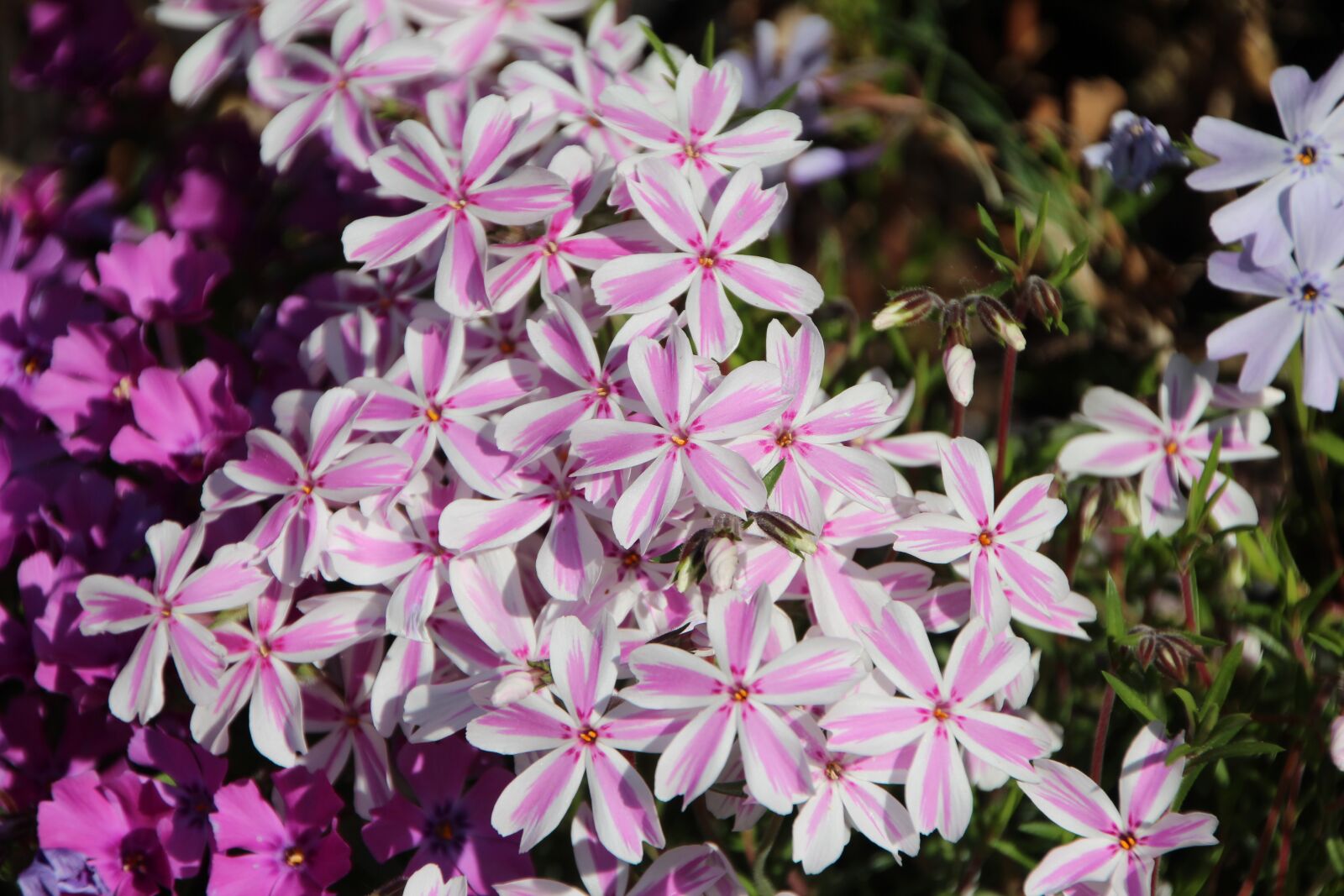 Canon EOS 600D (Rebel EOS T3i / EOS Kiss X5) sample photo. Phlox, phlox bicolor, phlox photography