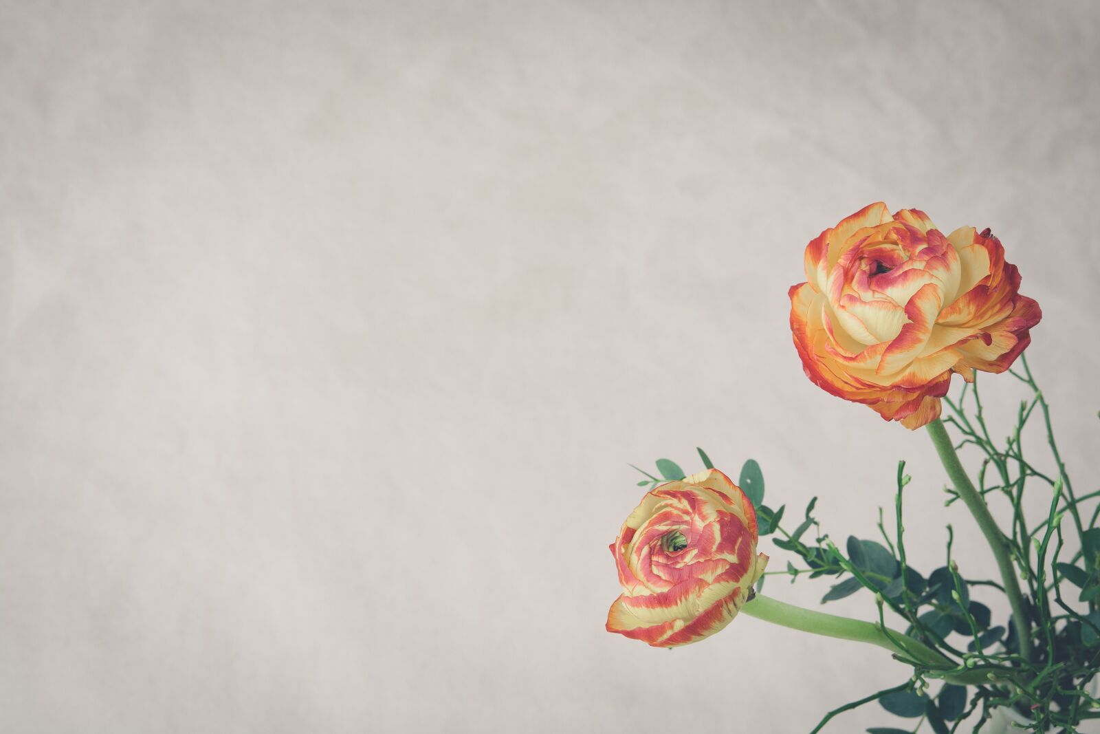 Nikon D7100 sample photo. Ranunkeln, orange, red yellow photography