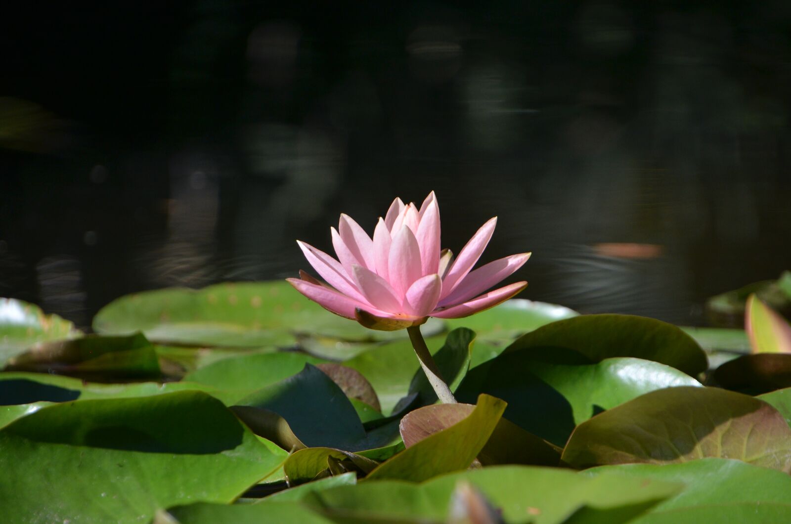 Nikon D5100 sample photo. Lily, flower, blossom photography