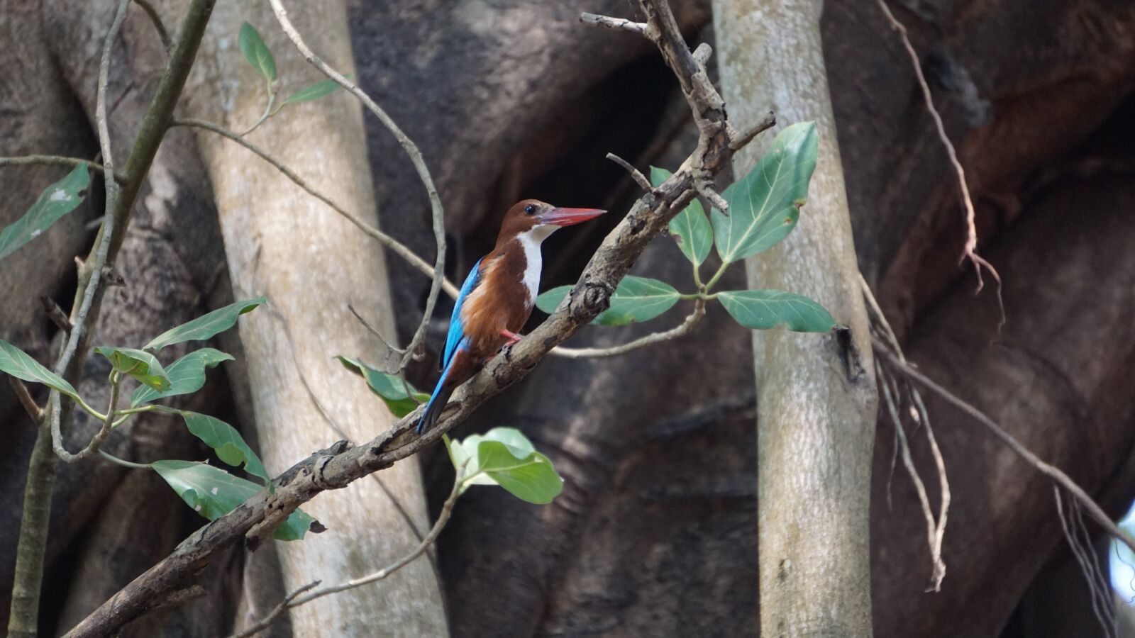 Sony E 55-210mm F4.5-6.3 OSS sample photo. Bird, nature, plumage photography