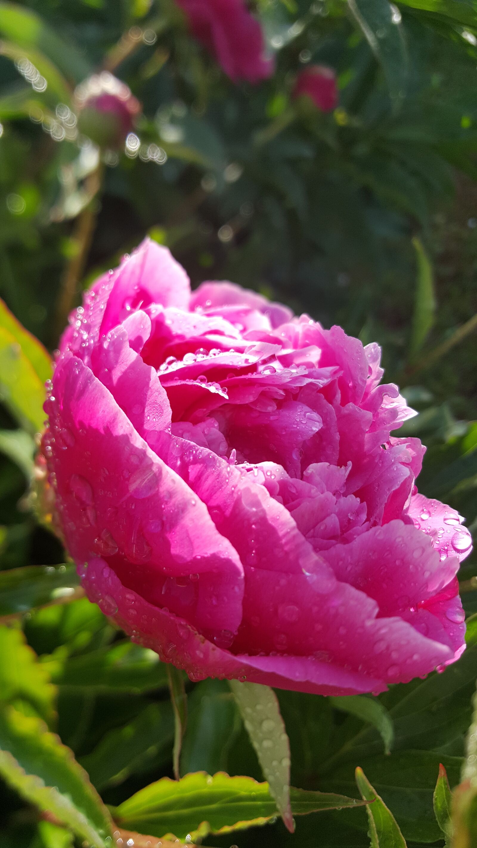 Samsung Galaxy S6 sample photo. Flower, peony, pink photography