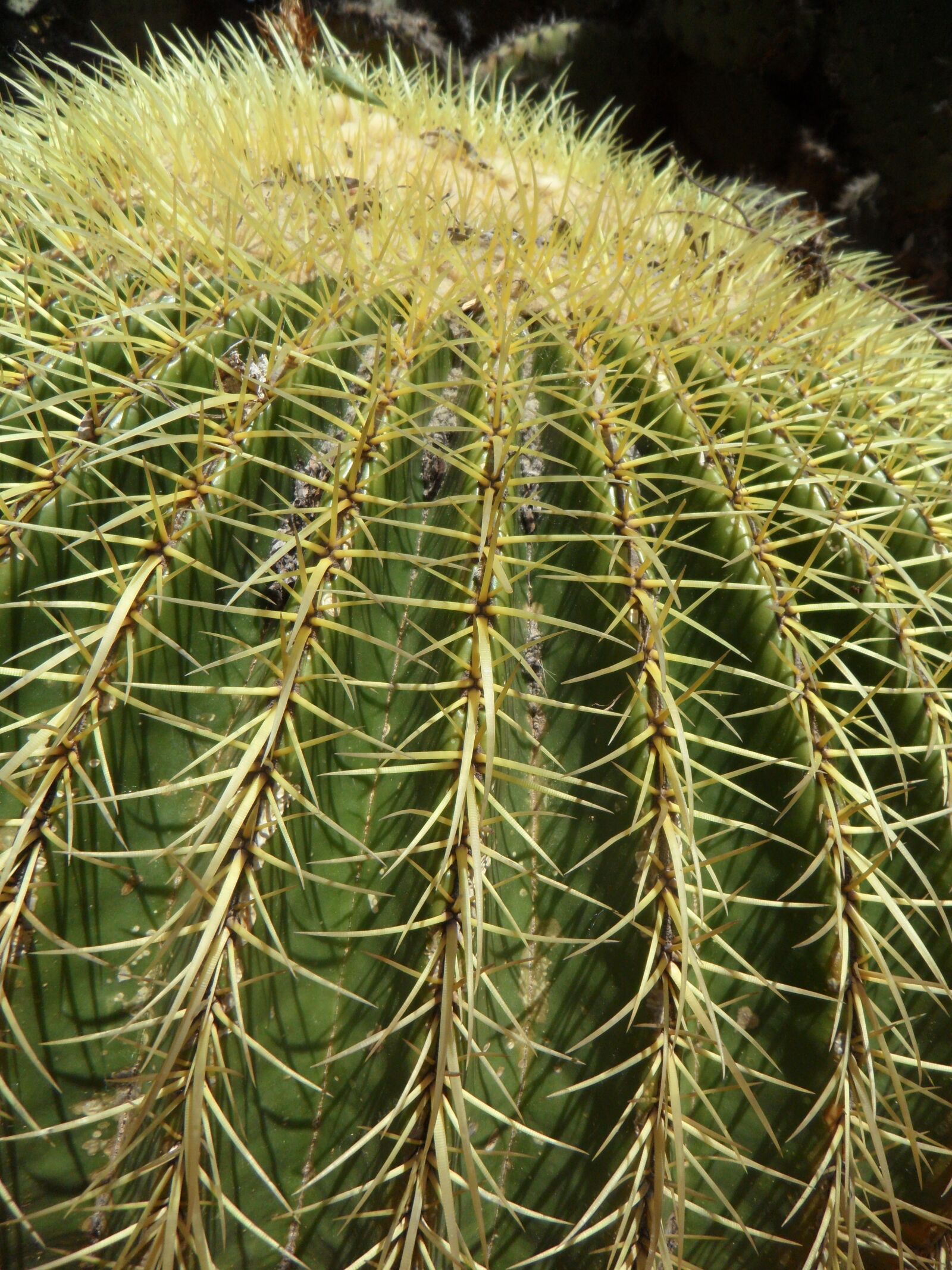 Samsung VLUU WB210, SAMSUNG WB210 sample photo. Cactus, ball cactus, globose photography